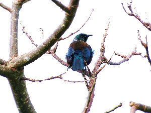 Tui